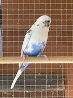Grasparkieten bont blackface violet, Dieren en Toebehoren, Meerdere dieren, Parkiet