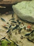 Blauwe Neocaridina Garnalen, Kreeft, Krab of Garnaal, Zoetwatervis, Schoolvis