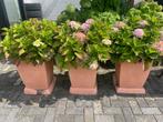 NIEUWE kunststof bloembak plantenbak compleet met Hortensia, Kunststof, Gebruikt, 30 tot 60 cm, 60 tot 100 cm