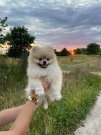 Dekreu pomeriaan NIET TE KOPEN, Dieren en Toebehoren, Honden | Poolhonden, Keeshonden en Oertypen, 1 tot 2 jaar, Parvo, Eén hond