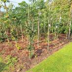 Jonge bomen - Mooi Sortiment!, Ophalen, Volle zon, Overige soorten
