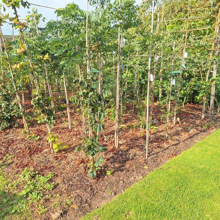 Jonge bomen - Mooi Sortiment!, Tuin en Terras, Planten | Bomen, Overige soorten, Volle zon, Ophalen