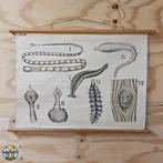 Vintage schoolplaat bloedzuiger, lintworm, Trichinella P1 59, Ophalen of Verzenden, Natuur en Biologie