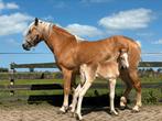 Haflinger merrie met merrie veulen, Dieren en Toebehoren, Merrie, Minder dan 160 cm, Gechipt, 3 tot 6 jaar