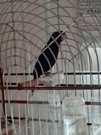 Koppel grote twatwa's, Meerdere dieren, Geringd