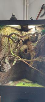 Terrarium/ paludarium, Dieren en Toebehoren, Reptielen en Amfibieën | Toebehoren, Ophalen, Gebruikt, Terrarium of Paludarium