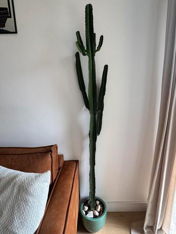 Grote Cactus 176cm - incl pot  beschikbaar voor biedingen