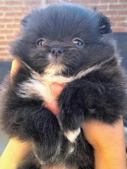 Mini pomeriaan bearface pup puppy teefje 10 weken oud, Dieren en Toebehoren, Honden | Poolhonden, Keeshonden en Oertypen, Teef