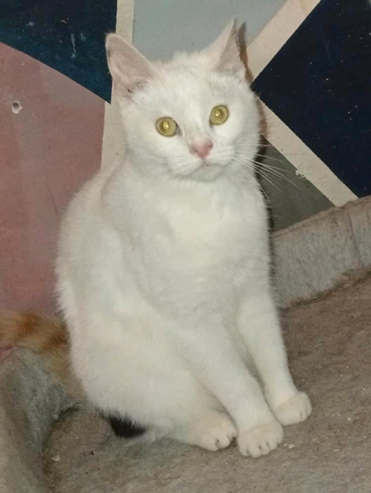 Kittens, Dieren en Toebehoren, Katten en Kittens | Overige Katten, Kater