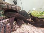 Grote pleco, Dieren en Toebehoren, Vis