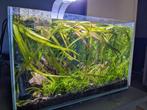 Beplant 25 liter aquarium, Gebruikt, Ophalen, Gevuld zoetwateraquarium