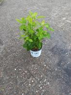 Hortensia Strong Annabelle, Vaste plant, Halfschaduw, Zomer, Ophalen