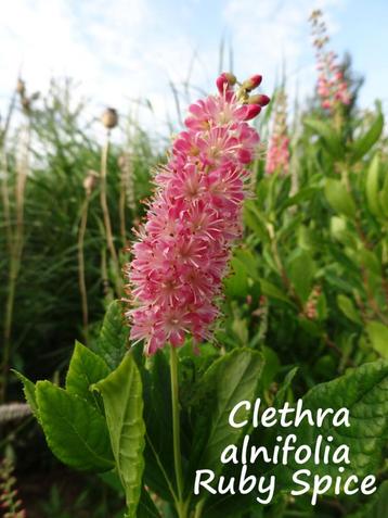 Geurende Schijn-Els / Clethra Alnifolia / 2 Selecties beschikbaar voor biedingen