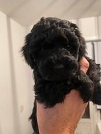 Cockapoo puppy’s blond en zwart, Dieren en Toebehoren, Honden | Chihuahua's en Gezelschapshonden, 8 tot 15 weken, Meerdere, Nederland