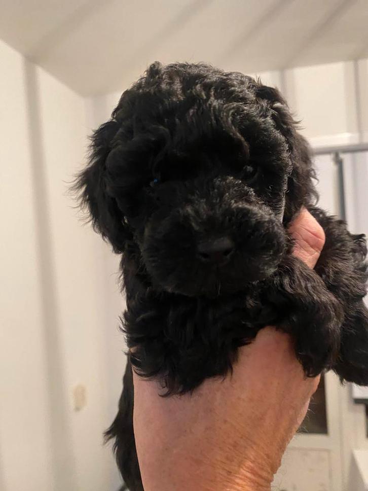 Cockapoo puppy’s blond en zwart, Dieren en Toebehoren, Honden | Chihuahua's en Gezelschapshonden, Reu, Overige rassen, Particulier