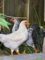 🐣🐥🐤 Kuikens Kip Haan, Dieren en Toebehoren, Meerdere dieren, Kip