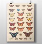 Vlinder Poster Vintage Entomologie Wetenschap Print, Ophalen of Verzenden