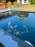 Complete vijver inclusief Beadfilter, Karper of Koi