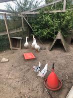 Ganzen te koop, Dieren en Toebehoren, Pluimvee