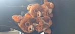 TY kangoeroe knuffels, Kinderen en Baby's, Speelgoed | Knuffels en Pluche, Ophalen, Gebruikt, Overige typen