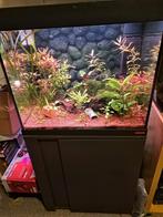 Eheim vivaline 150 met chihiros lamp en eheim filter, Dieren en Toebehoren, Vissen | Aquaria en Toebehoren, Ophalen, Zo goed als nieuw