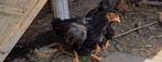 Wyandotte goud hanenkuikens!, Dieren en Toebehoren, Ophalen of Verzenden, Zo goed als nieuw, Kippenhok of Kippenren