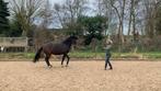 Natural Horsemanship lessen