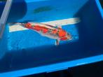Koi 65 cm, Dieren en Toebehoren, Vissen | Vijvervissen, Karper of Koi