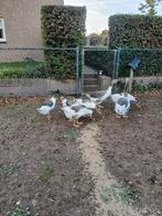 Te koop bonte ganzen, Dieren en Toebehoren, Mannelijk, Gans of Zwaan
