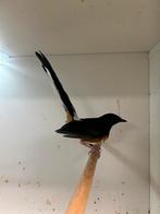 1-0 schama lijster, Mannelijk, Tropenvogel, Geringd