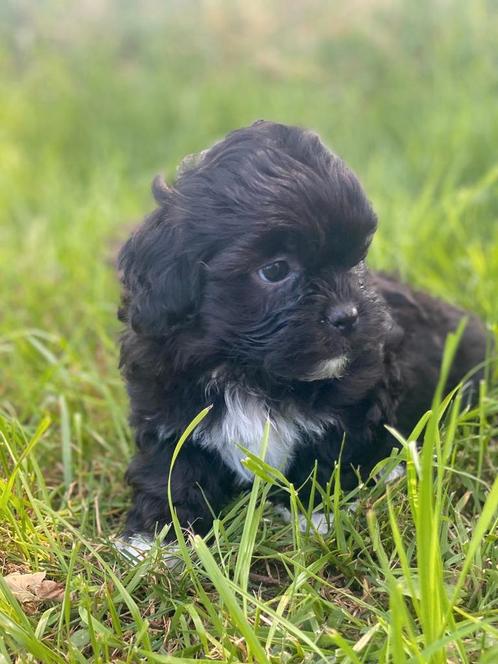 Zwart boomer reutje, Dieren en Toebehoren, Honden | Chihuahua's en Gezelschapshonden, Reu, Overige rassen, Particulier, Meerdere