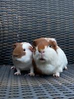 Twee lieve cavia mannetjes, Mannelijk, Cavia, Na 1 juli 2024, Tam