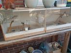 Gould amadines, Dieren en Toebehoren, Meerdere dieren