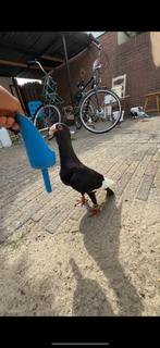 Mooie koppel duiven, Dieren en Toebehoren, Meerdere dieren, Overige soorten