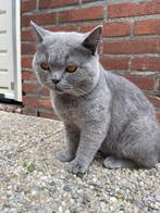 1 britse korthaar kat  grijs zoekt nieuwe baas, Kater