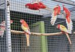 Pracht Rosella's, Dieren en Toebehoren, Vogels | Parkieten en Papegaaien, Meerdere dieren, Parkiet