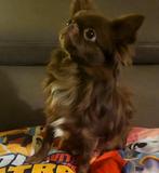 Chihuahua reutjes, Dieren en Toebehoren, Honden | Chihuahua's en Gezelschapshonden, Parvo, 15 weken tot 1 jaar, Reu, Meerdere