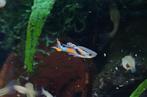 Endler guppen poecilia wingei 10 voor €5, Dieren en Toebehoren, Vissen | Aquariumvissen, Vis