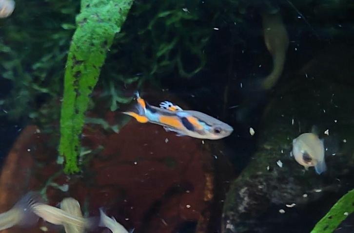 Endler guppen poecilia wingei 10 voor €5, Dieren en Toebehoren, Vissen | Aquariumvissen, Vis