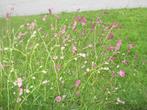 kleine pimpernel, Ophalen, Zomer, Overige soorten, Volle zon