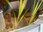 Te koop vallisneria aquarium planten, Ophalen, Plant(en), Steen of Hout