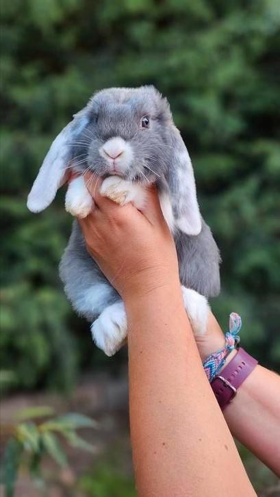 Verschillende jonge NHD konijntjes, Dieren en Toebehoren, Konijnen, Klein, Meerdere dieren, 0 tot 2 jaar, Hangoor
