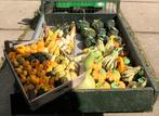 Herfst in huis met sierkalebassen!, Vacatures, Overige niveaus, Overige vormen