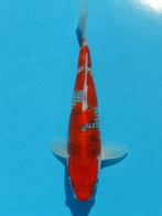 Goshiki Jumbo Tosai 28-31cm Conias Japan Koi, Dieren en Toebehoren, Vissen | Vijvervissen, Karper of Koi