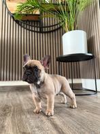 Puppy’s van Franse Bulldog, Dieren en Toebehoren, Honden | Bulldogs, Pinschers en Molossers, België, Particulier, Reu, 8 tot 15 weken