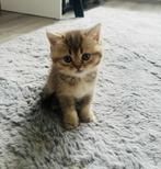 Lieve Brits korthaar kitten, Dieren en Toebehoren, Katten en Kittens | Raskatten | Korthaar, Poes, Ontwormd, 0 tot 2 jaar
