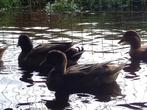 2 koppels kwakers, Dieren en Toebehoren, Meerdere dieren, Eend