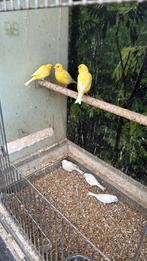 Kanaries van Buiten wit en split wit, Dieren en Toebehoren, Vogels | Kanaries, Meerdere dieren, Kleurkanarie