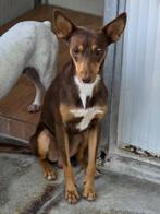 ACE: Campanillas is een ware beauty!, Dieren en Toebehoren, Particulier, Rabiës (hondsdolheid), Reu, 1 tot 2 jaar