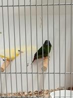 Koppel driekleur amedine, Dieren en Toebehoren, Vogels | Overige Vogels, Meerdere dieren, Tropenvogel